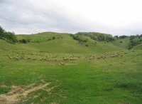 Sheep on pasture land
